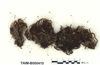 藏品(刺葉檜苔)的圖片